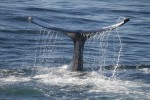 Whale's Tail Photo Credit to kohane on Flickr