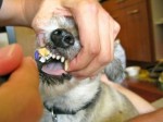 Proper Dental Care for Dogs and Cats: Brushing Teeth Proper Dental Care for Dogs and Cats: Brushing Teeth