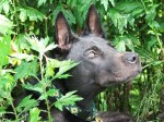 Canine Influenza: What Every Dog Owner Should Know About Dog Flu Canine Influenza: What Every Dog Owner Should Know About Dog Flu