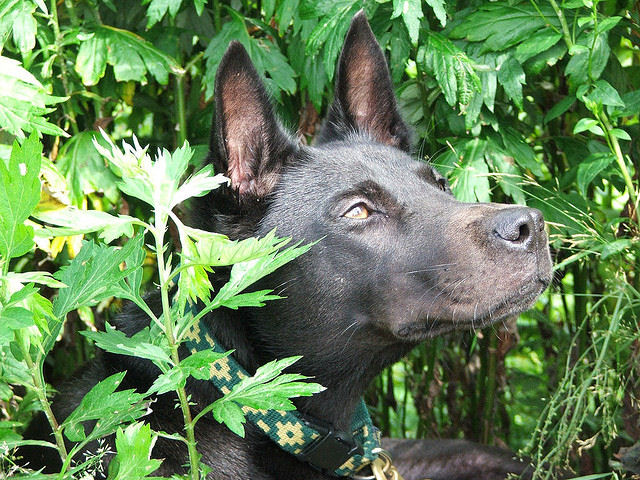 Canine Influenza: What Every Dog Owner Should Know About Dog Flu