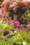 garden_themes_untrained_housewife