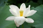 Lotus Flower