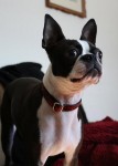 Boston Terrier Boston Terrier