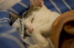 Feline Leukemia Vaccination for Cats Feline Leukemia Vaccination for Cats