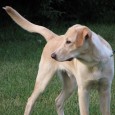 Leptospirosis Vaccination for Dogs Leptospirosis Vaccination for Dogs