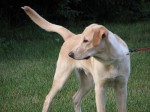 Leptospirosis Vaccination for Dogs Leptospirosis Vaccination for Dogs