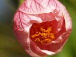 Flower Budding