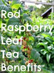 Red raspberry leaf branch Text Web