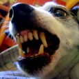 What Happens When a Dog or Cat Bites a Person? What Happens When a Dog or Cat Bites a Person?