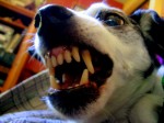 What Happens When a Dog or Cat Bites a Person? What Happens When a Dog or Cat Bites a Person?