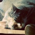 Dogs, Cats and Rabies Dogs, Cats and Rabies