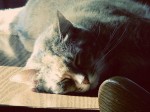 Dogs, Cats and Rabies Dogs, Cats and Rabies