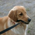 Rabies in Dogs and Cats Rabies in Dogs and Cats