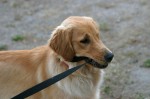 Rabies in Dogs and Cats Rabies in Dogs and Cats
