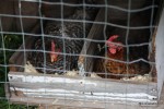 See how close to the eggs they are?