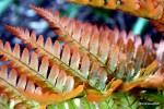 Fern Fern