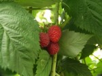 Raspberries are easy to grow in the home garden. Image Credit: csijizo Raspberries are easy to grow in the home garden. Image Credit: csijizo
