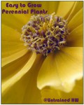 Easy to Grow Perennials Easy to Grow Perennials