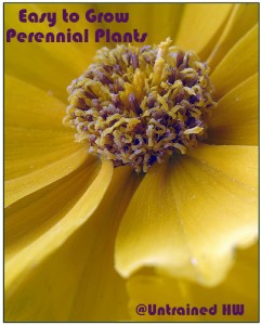 Easy to Grow Perennial Plants
