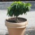 dwarf nectarine tree on the untrained housewife