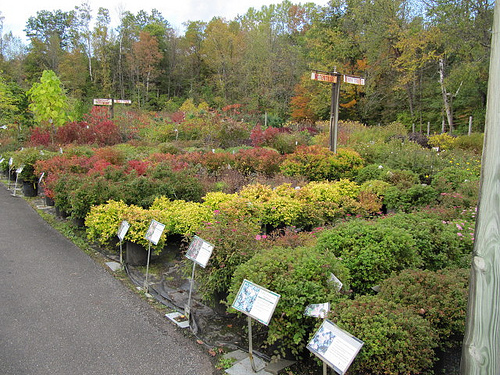 nursery center at untrained housewife