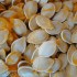 pumpkin_seeds pumpkin seeds at untrained housewife