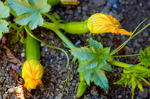 squash at untrained housewife