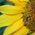 Sunflower Blooms Sunflower Blooms