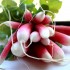 radish2 radish2