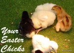 easter chicks
