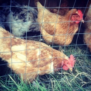 Buying Adult Chickens at Auction or Market