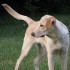 dog xylitol