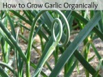 garlic scapes Text