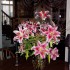 Lilies and Cats