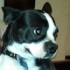 dental-diet Remedies for Fear and Anxiety in Dogs