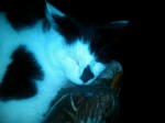 dillon-sleeping Cats and Babies