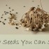 grow-seeds-you-can-save