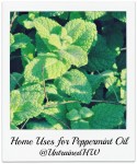 Peppermint (Mentha Piperita)