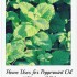 Peppermint (Mentha Piperita)