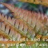 Lost and Saved in a Garden Quote Lost and Saved in a Garden Quote