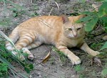 outdoor-cat Cat Abscess