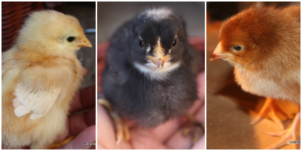Baby chicks from Hoover's Hatchery mixed layer pack