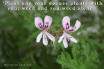 Plant-and-Weed-Resized Plant-and-Weed-Resized