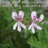 Plant-and-Weed-Resized