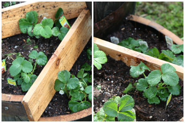 Strawberry Planter Finished and Planted