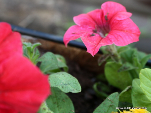 Red petunia flowers in a porch planter