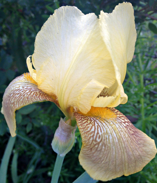 Iris Flowers for Summer Bulb Color