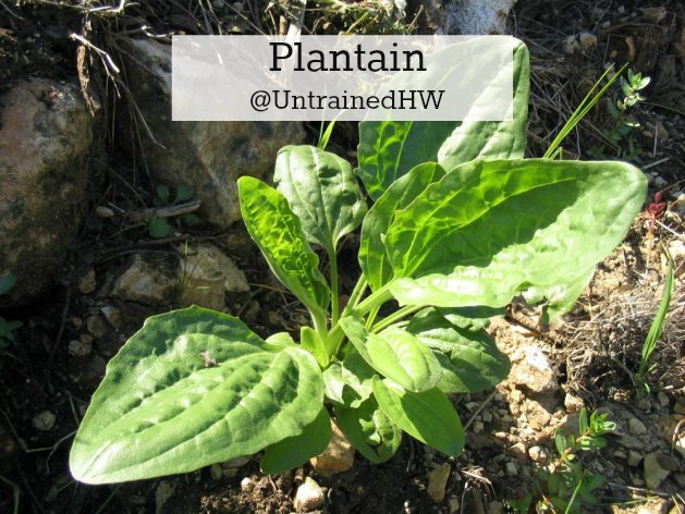 Plantain leaves