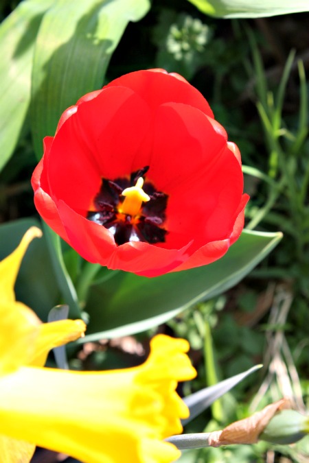 Tulips and Daffodil Bulbs Layered Plantings