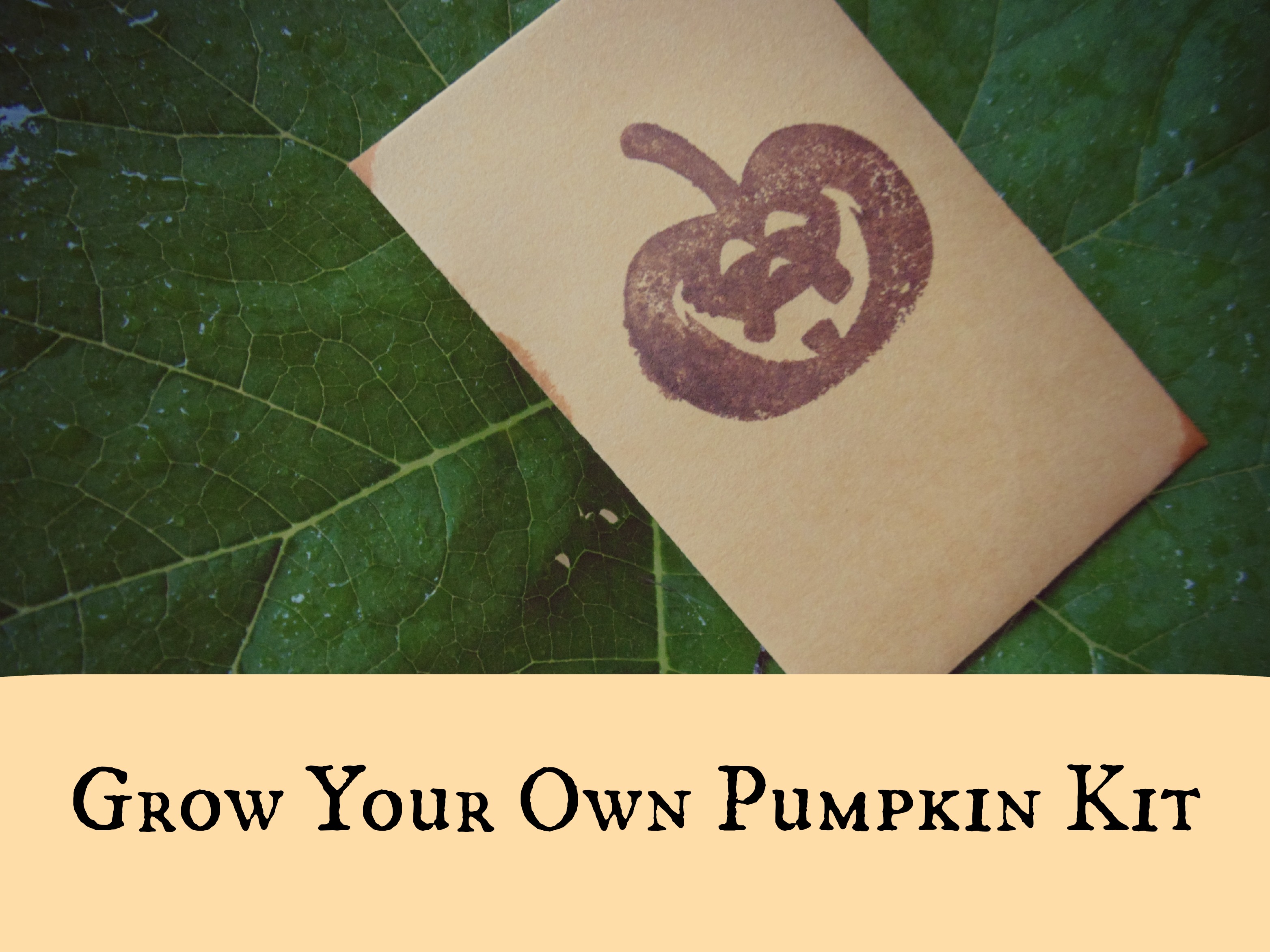 grow your own pumpkin kit